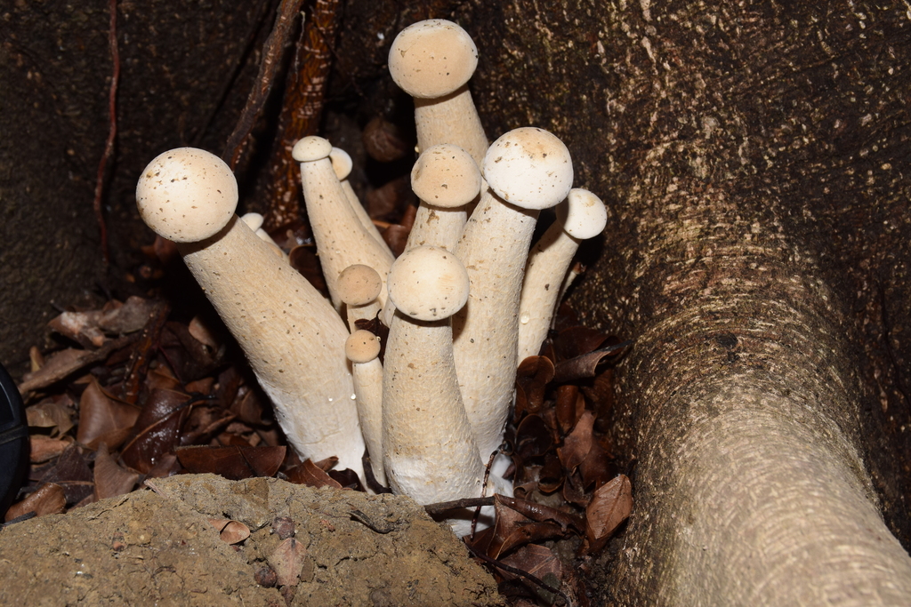 Macrocybe gigantea · May 2015 · photo: © raingel (iNaturalist, cc-by)