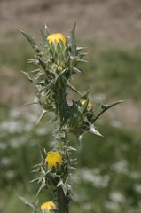 Scolymus grandiflorus