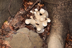 Macrocybe gigantea