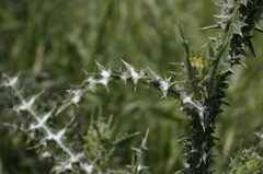 Scolymus grandiflorus