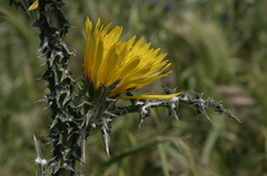 Scolymus grandiflorus