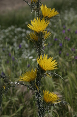 Scolymus grandiflorus