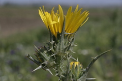 Scolymus grandiflorus