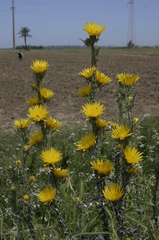 Scolymus grandiflorus