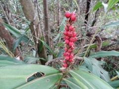 Alpinia oblongifolia