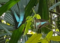 Graphium sarpedon luctatius