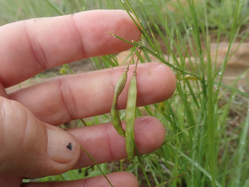 Image of Heliophila rigidiuscula by no rights reserved
