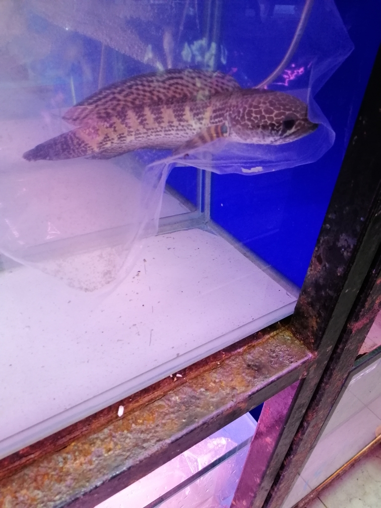 Golden Cobra Snakehead