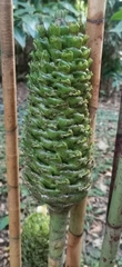 Costus dubius