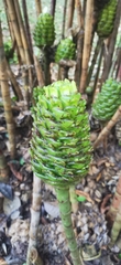 Costus dubius