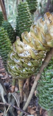 Costus dubius