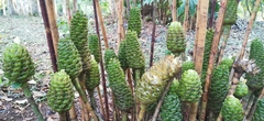 Costus dubius