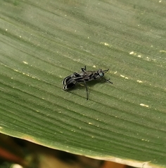 Euphranta macularis