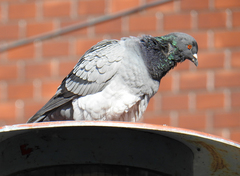 Columba livia domestica