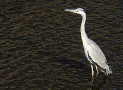 Ardea cinerea