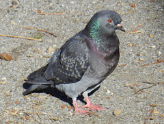 Columba livia domestica