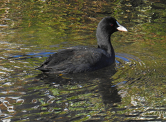 Fulica atra
