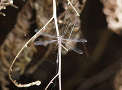 Austroargiolestes icteromelas