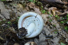 Agaricus porphyrocephalus
