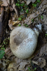 Agaricus porphyrocephalus