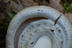 Agaricus porphyrocephalus