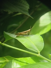 Stenocatantops splendens
