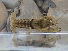 Faxonius neglectus neglectus