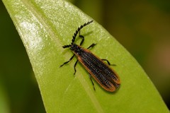 Xylobanus