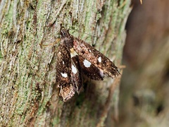 Petalanthes hexastera