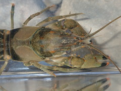 Faxonius neglectus neglectus