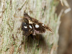 Petalanthes hexastera