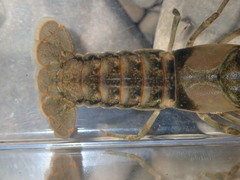 Faxonius neglectus neglectus