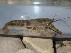 Faxonius neglectus neglectus