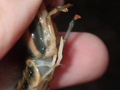 Faxonius neglectus neglectus