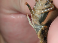 Faxonius neglectus neglectus