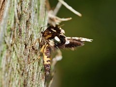Petalanthes hexastera