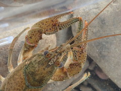 Faxonius meeki meeki