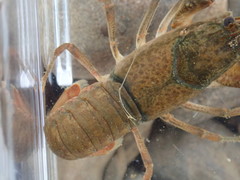 Faxonius meeki meeki