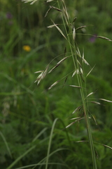 Trisetum turcicum
