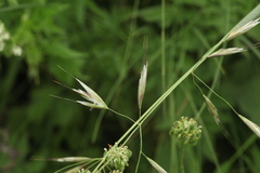 Trisetum turcicum