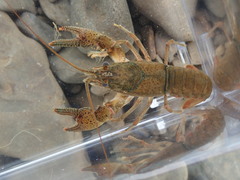 Faxonius meeki meeki