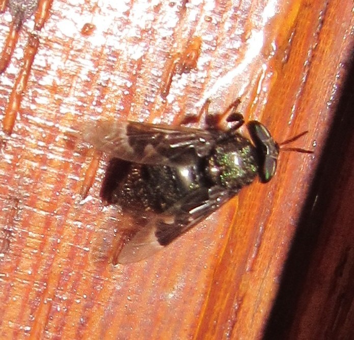 Lepiselaga albitarsis