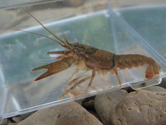 Faxonius meeki meeki