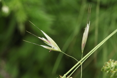 Trisetum turcicum