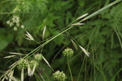 Trisetum turcicum
