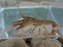 Faxonius meeki meeki