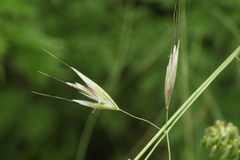 Trisetum turcicum