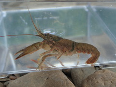 Faxonius meeki meeki