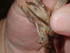 Faxonius meeki meeki