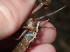 Faxonius meeki meeki